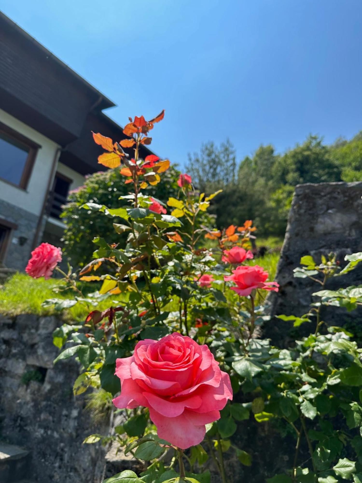 Villa D'Alba Guest House 시벤나 외부 사진